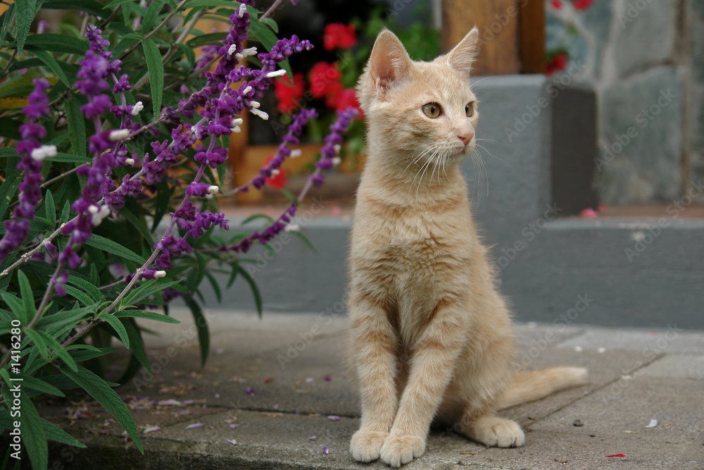 Obraz premium the kitten
