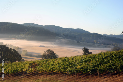 morning vineyards