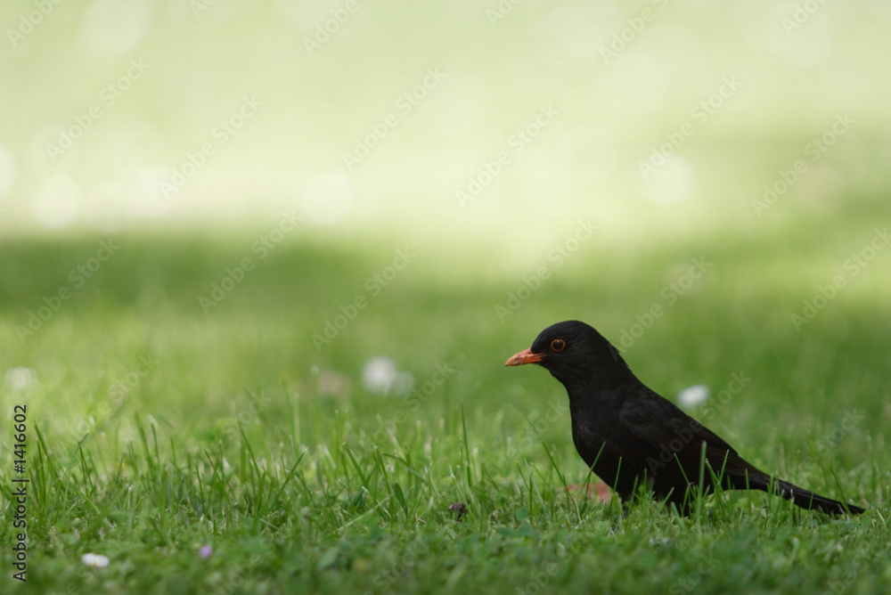 jackdaw jackdaw