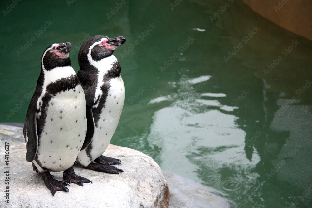 Naklejka premium two penguins on a rock