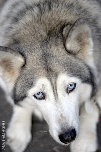 portrait of husky dog