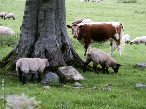 staring cow