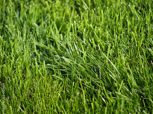 grass field