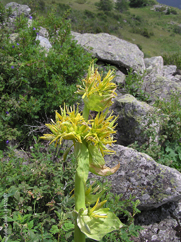 0542-grande gentiane (alpes)