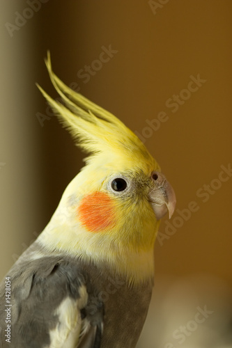 profile portrait of cockatiel