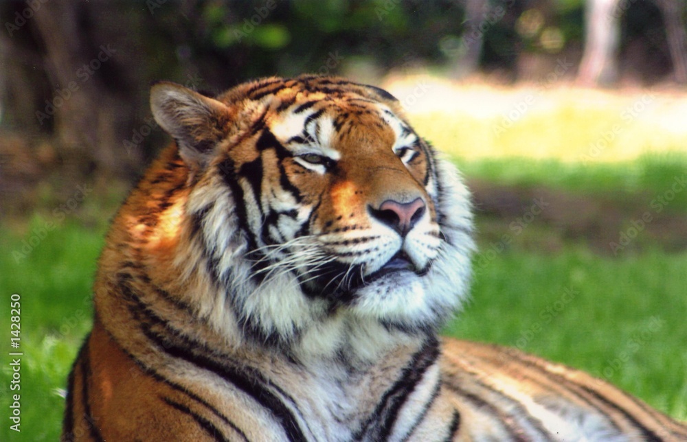tigre tigre