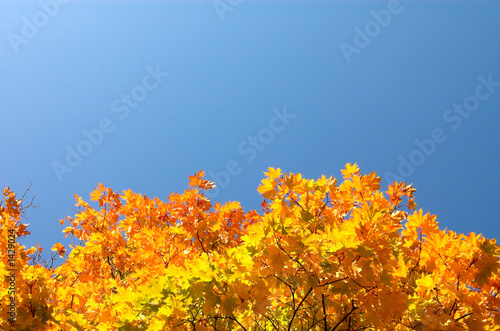 maple leaves below