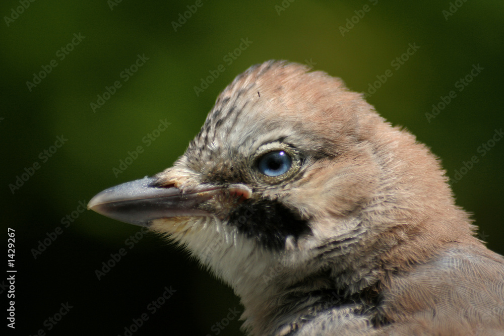 Fototapeta premium garrulus glandarius