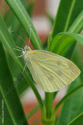 schmetterling