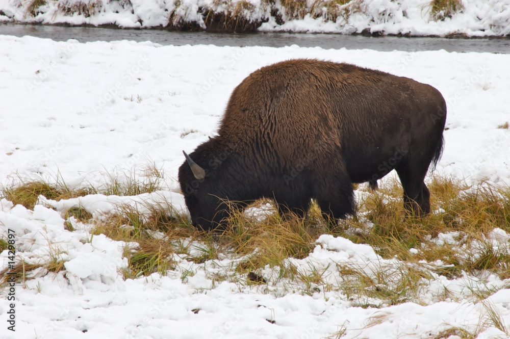 bison in snow alpha bison in snow alpha