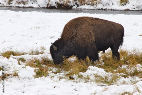 bison in snow alpha