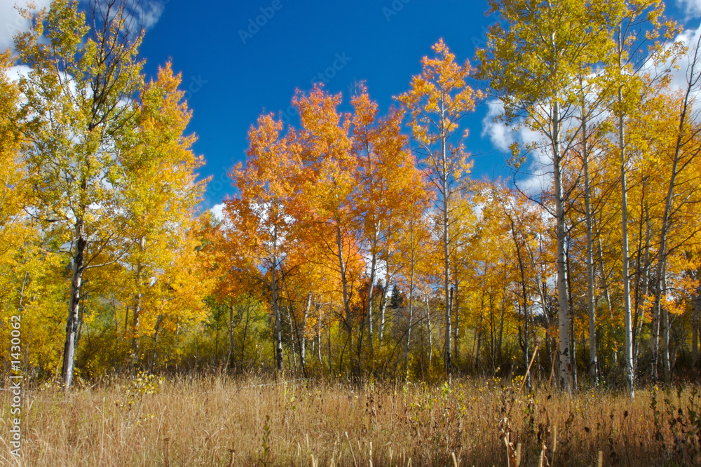 teton aspens scenic alpha