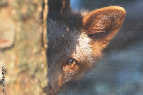 fox peek 2