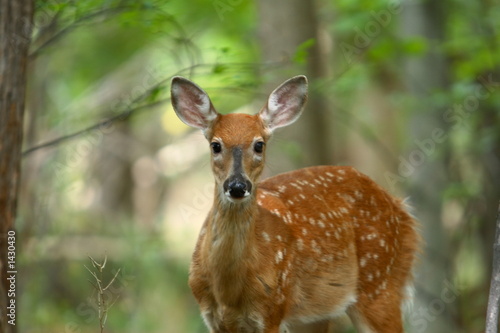 summer fawn 4