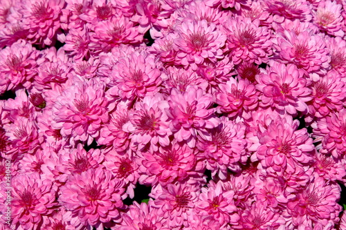 pink chrysanthemum background