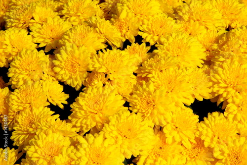 yellow chrysanthemum background