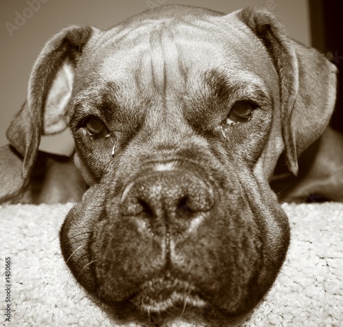 boxer