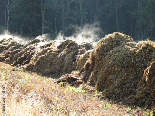 dunghaufen im herbst