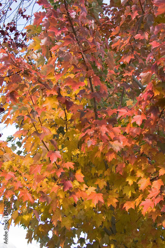 maple tree changing colors © Alysta