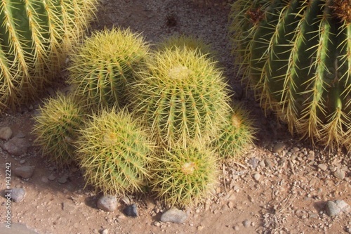 cacti in new mexico