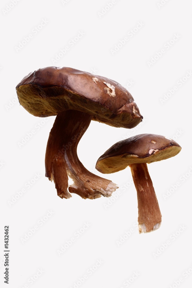 cèpes cèpes