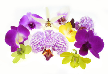 Poster Orchidee Sierlijke orchideeën in natuurlijke setting  © Sapsiwai