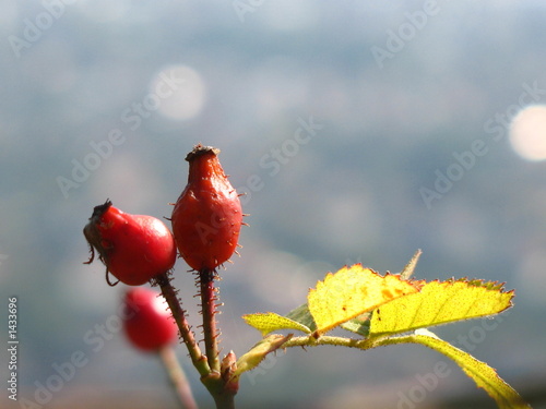 haws