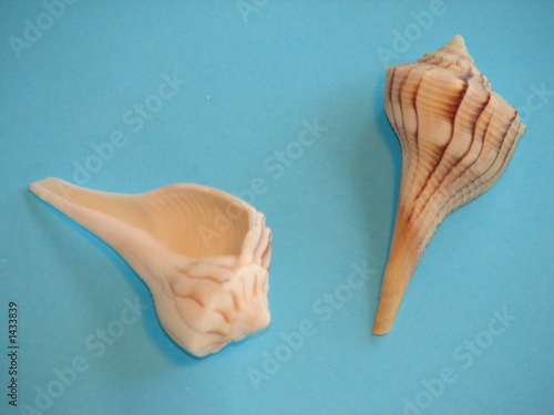 lightning whelk