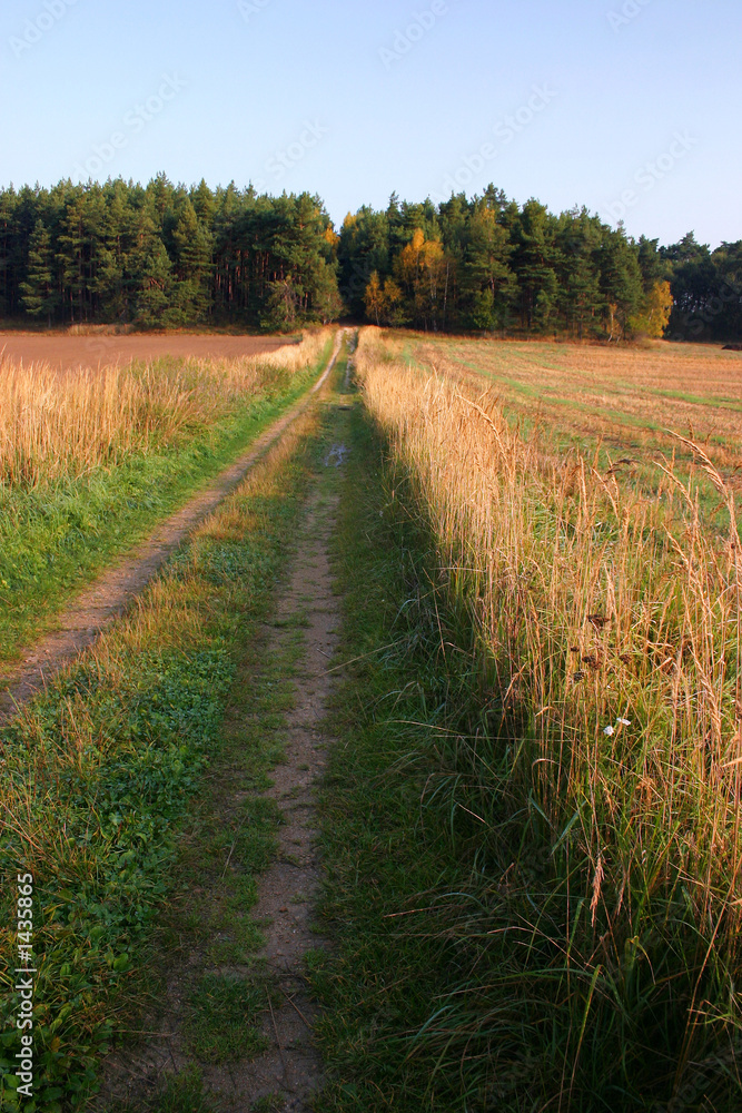 Naklejka premium road through the autumn countryside