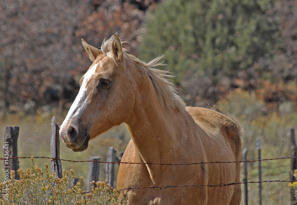 Obraz premium tan horse
