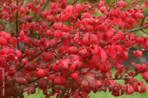autumn foliage