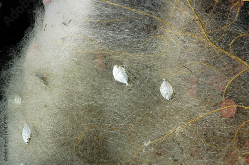 india, cochin: chinese fishing nets photo