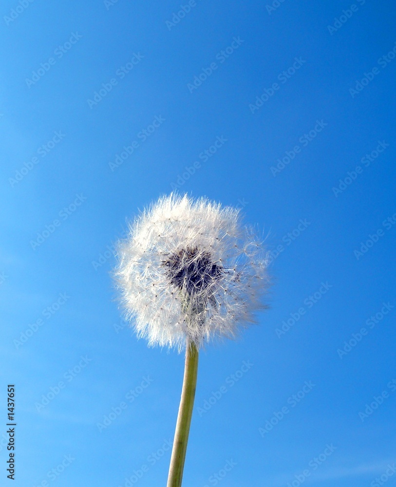 flower dandelion and sky