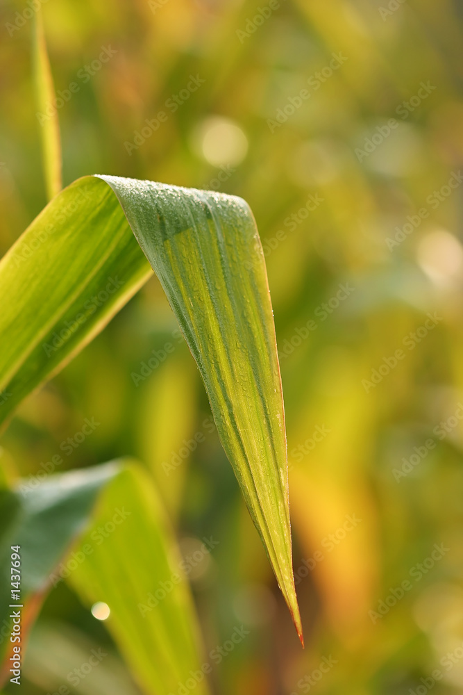 Fototapeta premium morning in the corn field