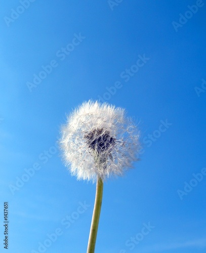 flower dandelion and sky