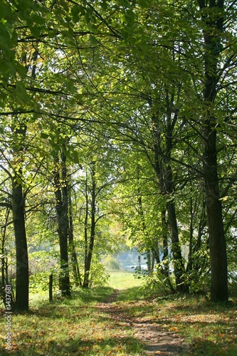 autumn forest