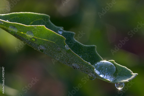 water droplets on leaf with back light
