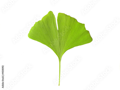 ginkgo blatt