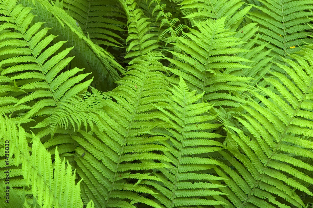 fern in the bialowieza forest