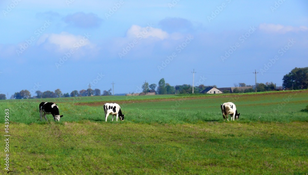 Obraz premium cows