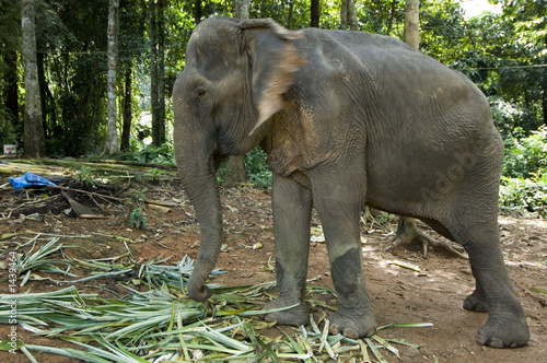 working elephant