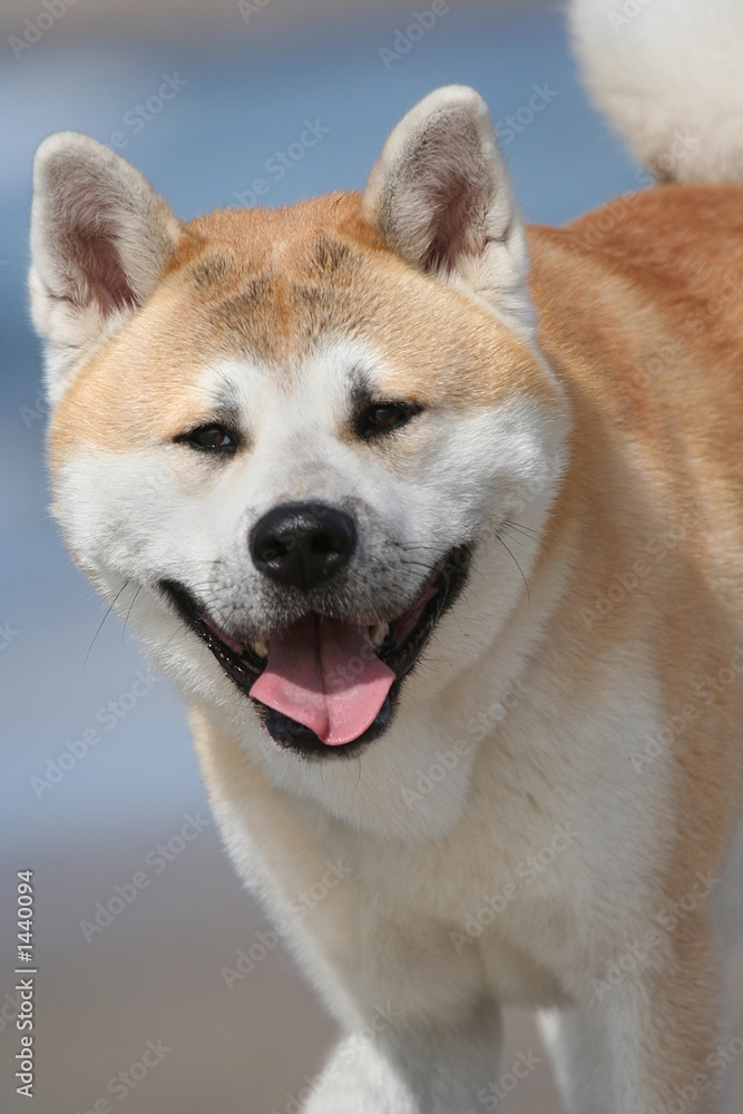 dog dog