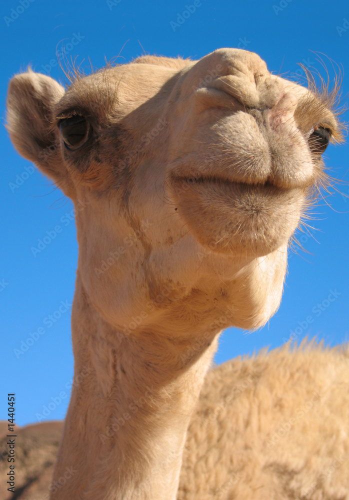 Obraz premium wielbłąd