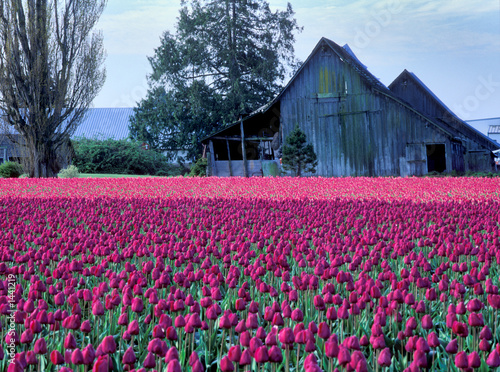 Fototapeta Naklejka Na Ścianę i Meble -  tulips and barn