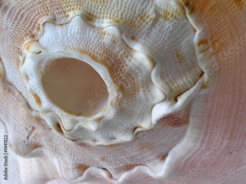conch shell
