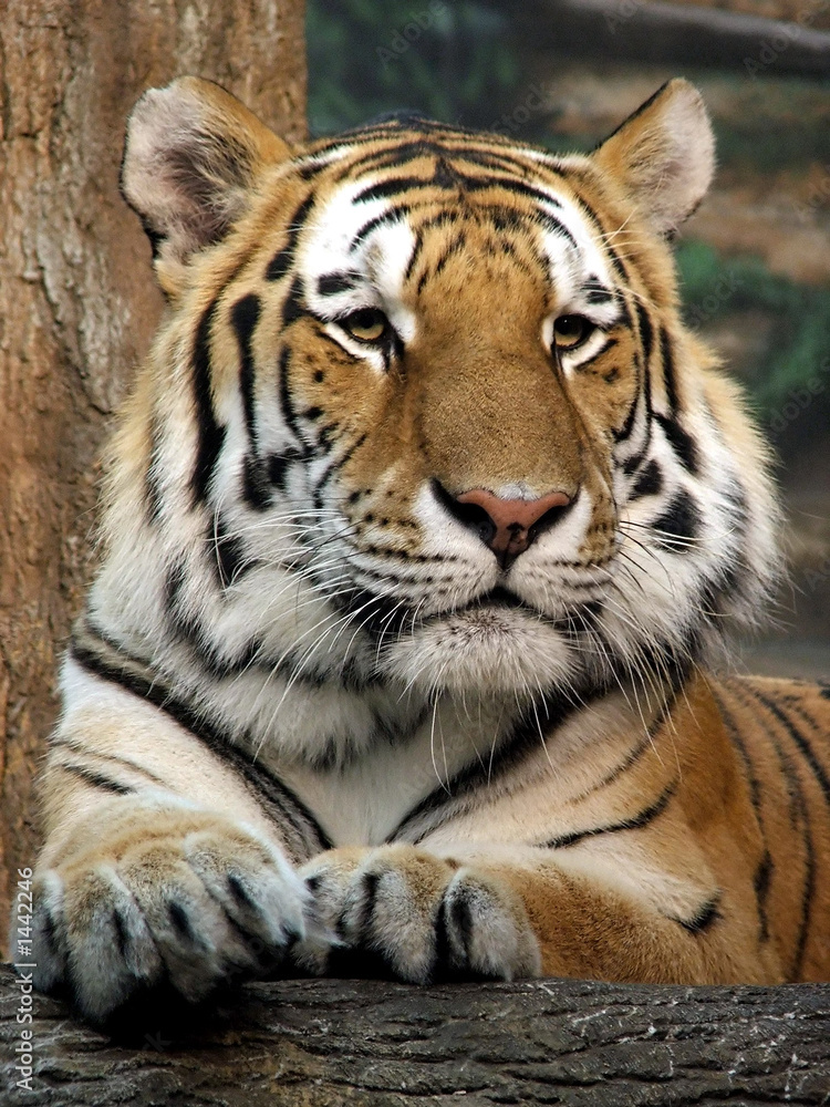 tiger tiger