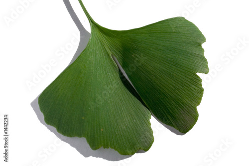 gingko biloba leaf 1