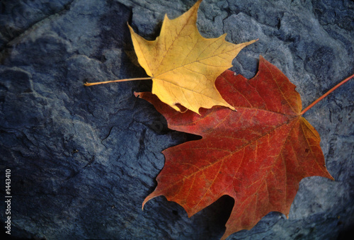 autumn leaves;  yellow and red-orange on grey rock
