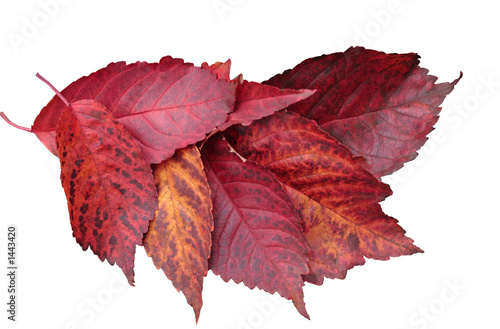 red autumn leaves