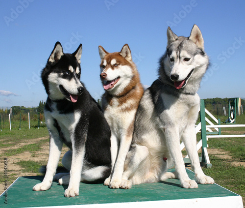 trio de huskys